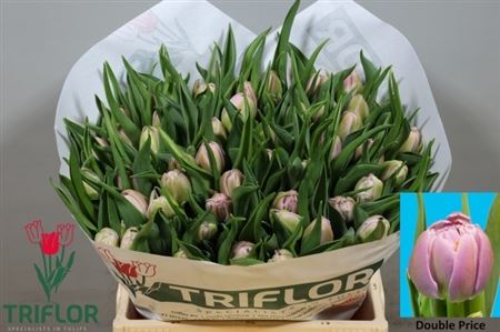 Tulip Double Double Price 35cm 35gr.