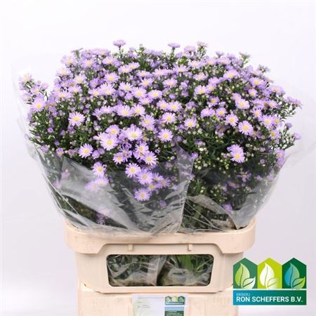 Aster Cassandra 85cm 40gr.