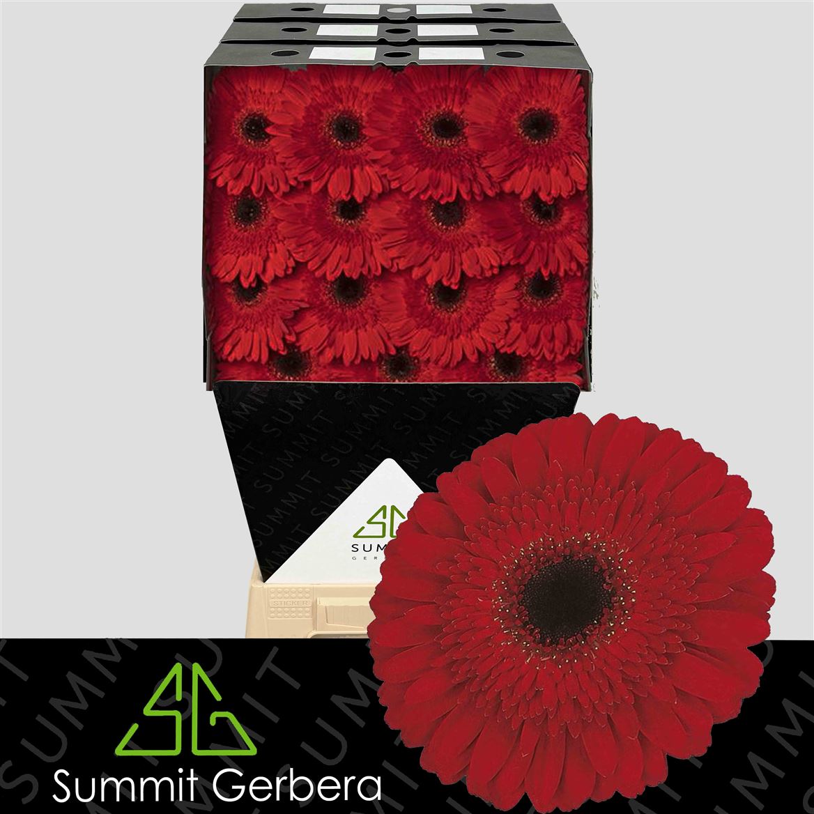 Gerbera Dynamic 45cm 10Ø