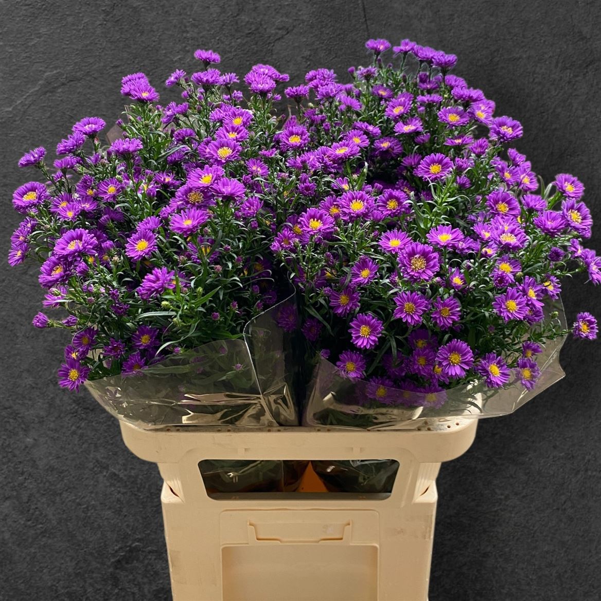 Aster Purple Monarch 85cm 35gr.