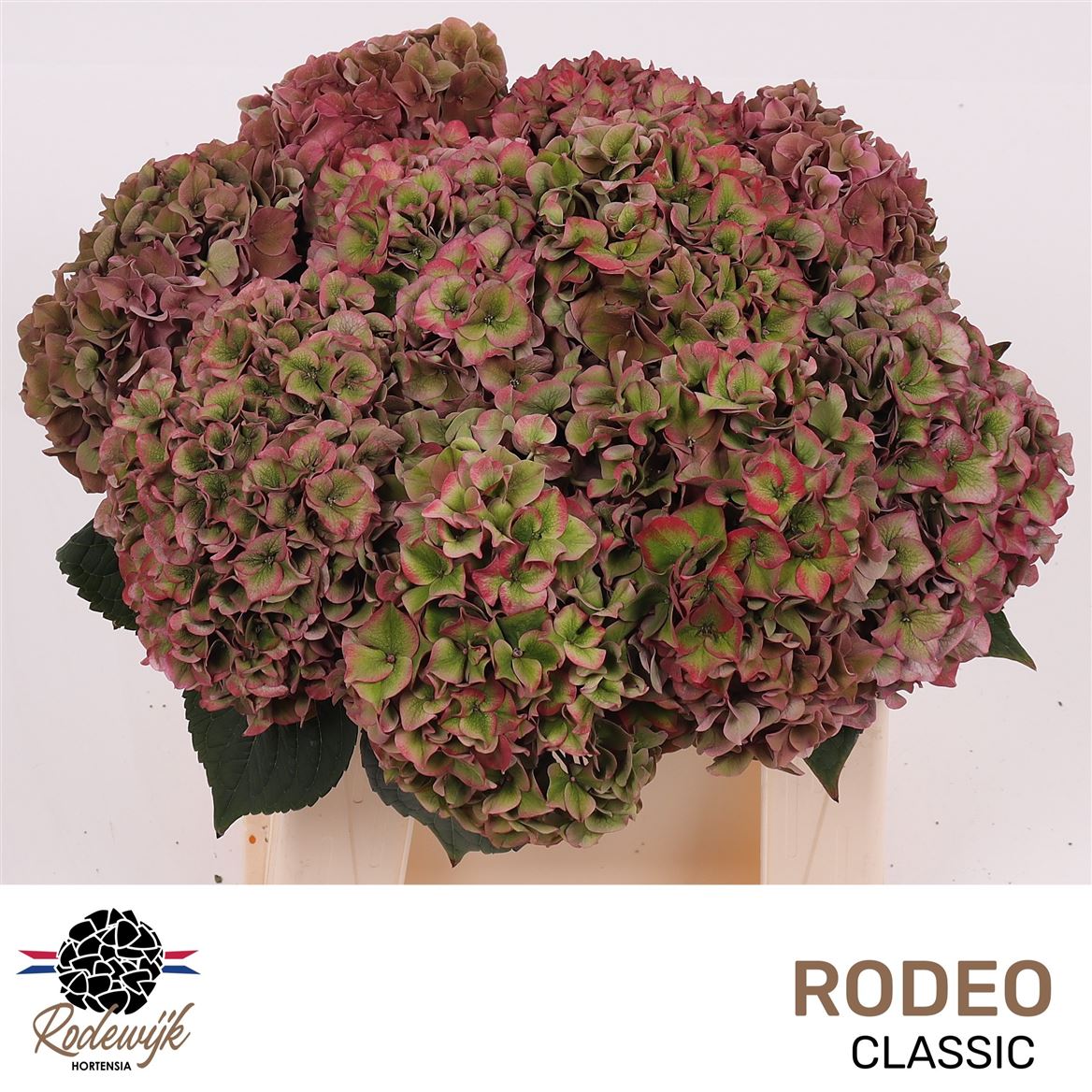 Hydrangea Rodeo Red Classic 40cm 13-15cm Hd
