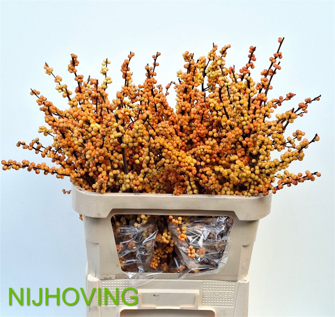 Ilex Verticillata Magical Cresgold 80cm