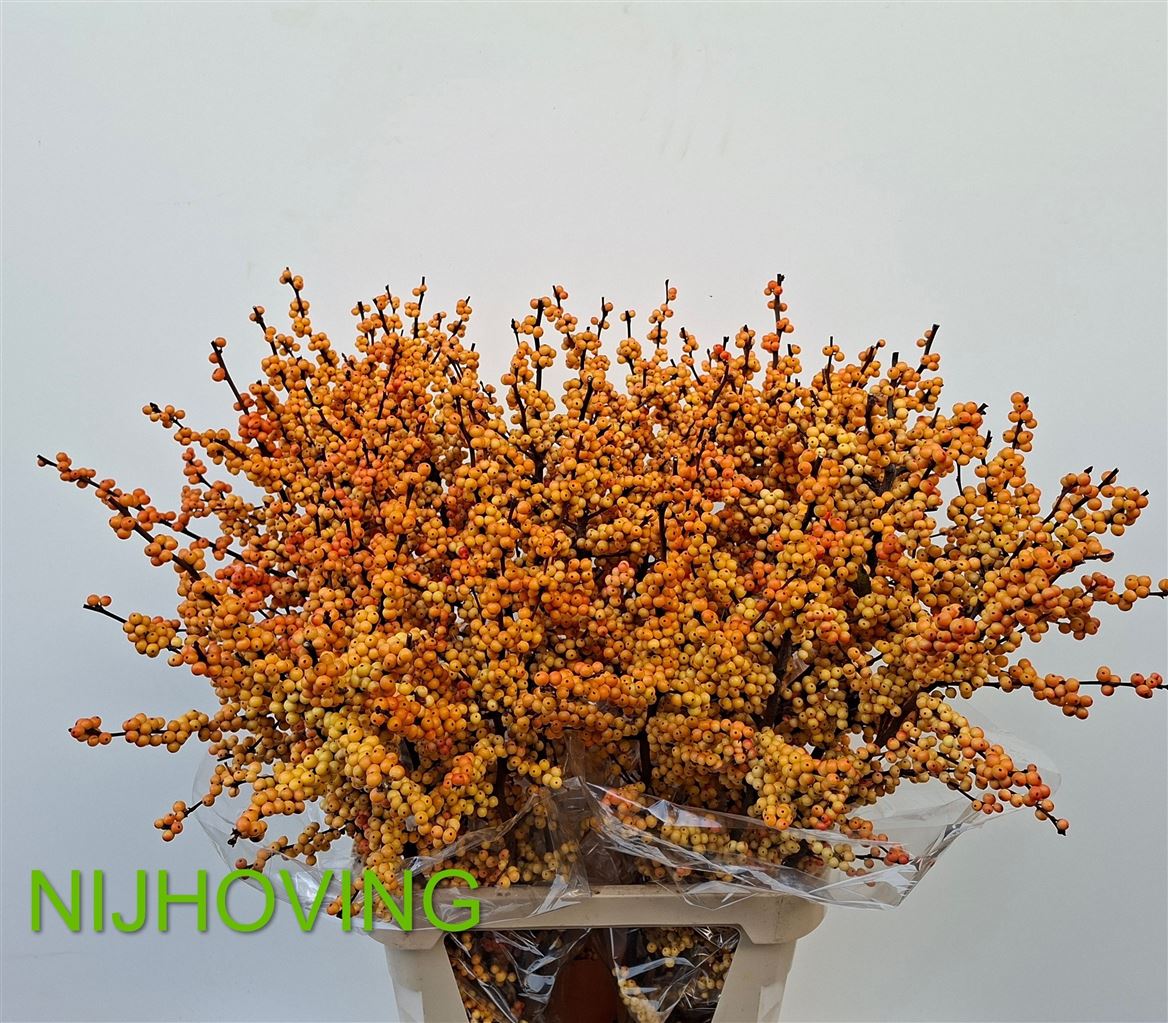 Ilex Verticillata Magical Cresgold 100cm