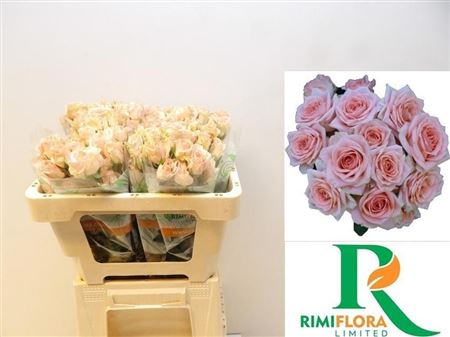 Rosa Spray Sweet Sara 50cm