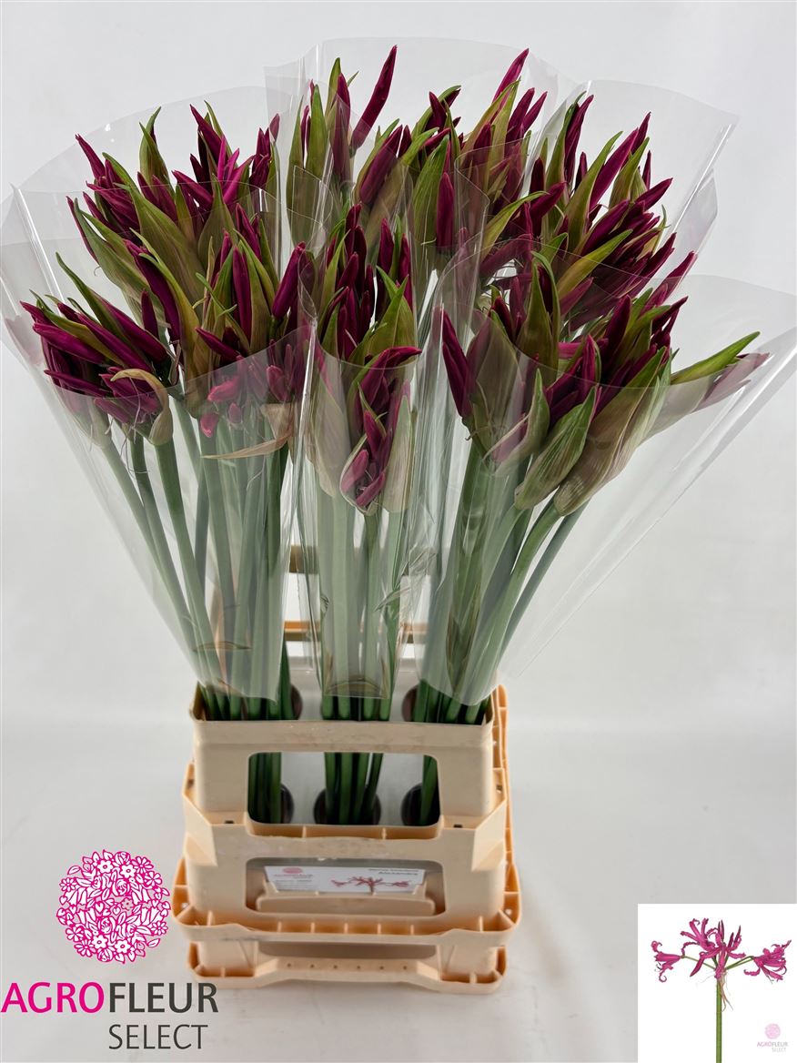 Nerine Alexandra 80cm