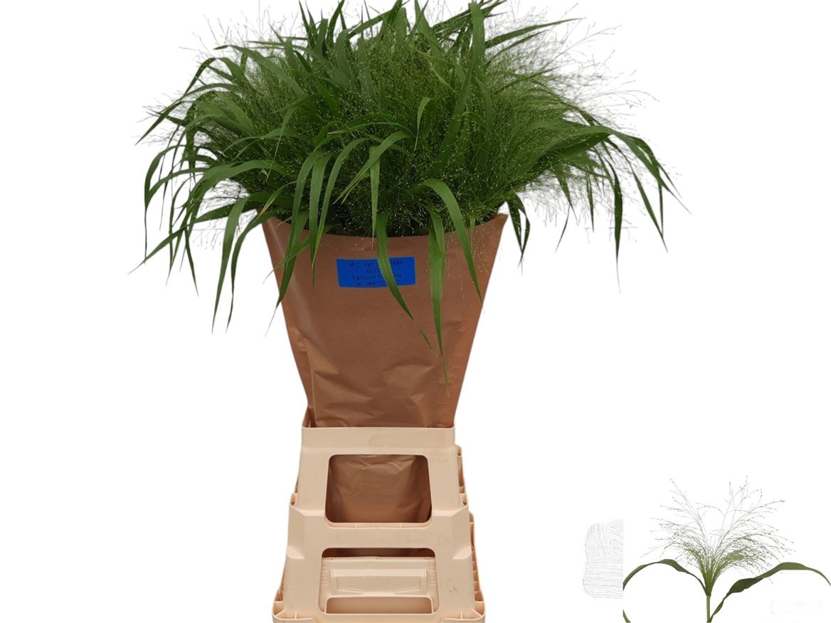 Panicum Fontaine 80cm