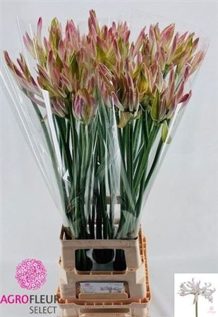 Nerine Bicolor Bionce 80cm