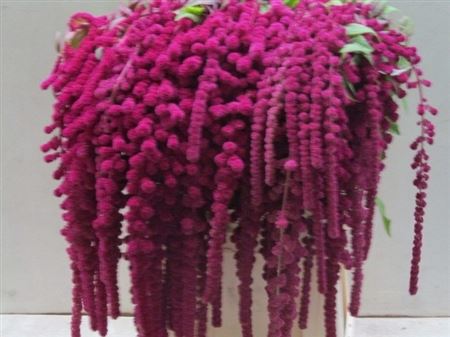 Amaranthus Caudatus Rosary 80cm
