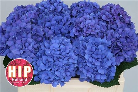 Hydrangea Pimpernel 50cm 14-16cm Hd
