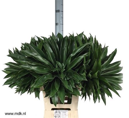Philodendron Fun Bun 65cm 35cm Hd