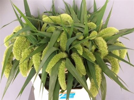 Setaria Italica Volle Melk 75cm