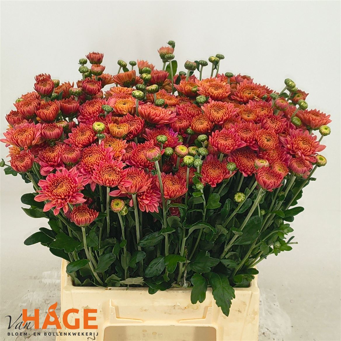 Chrysanth Spray Blenda Salmon 45cm 40gr.