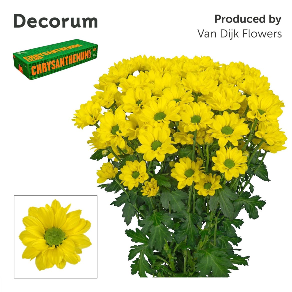 Chrysanth Spray Copa 70cm 85gr.