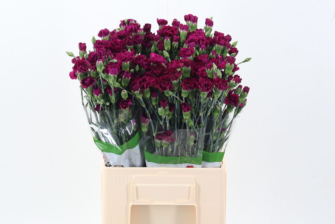 Dianthus Spr 60cm
