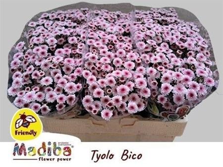Chrysanth Santini Madiba Tyolo Bico 55cm 36gr.