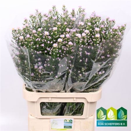 Aster Claudia 90cm 40gr.