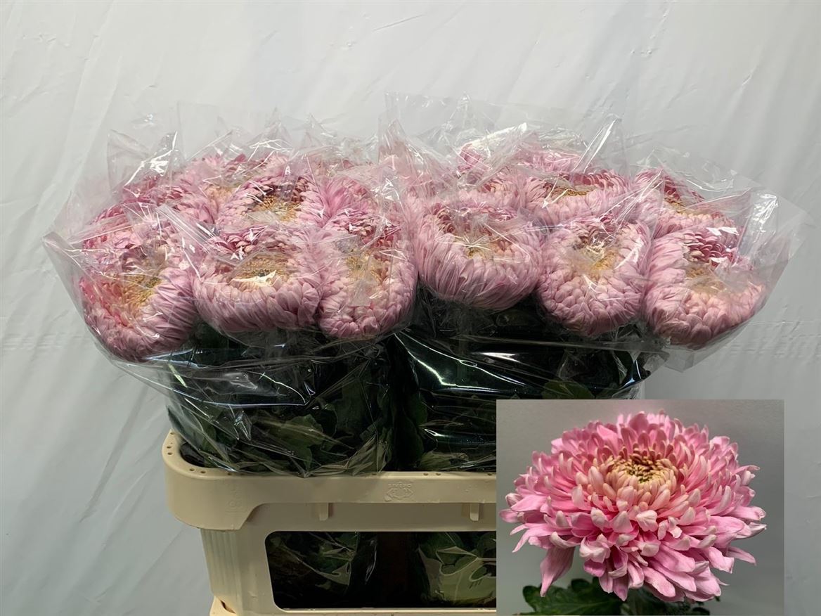 Chrysanth Single Holiday 75cm 135gr.