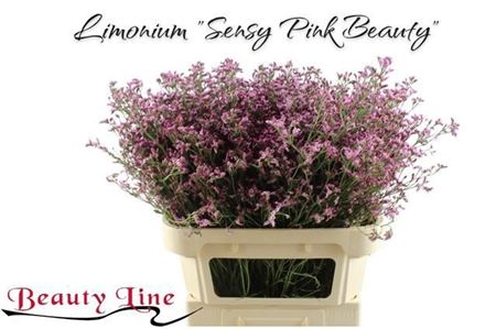 Limonium Sinense Sensy Pink Beauty 80cm 45gr.