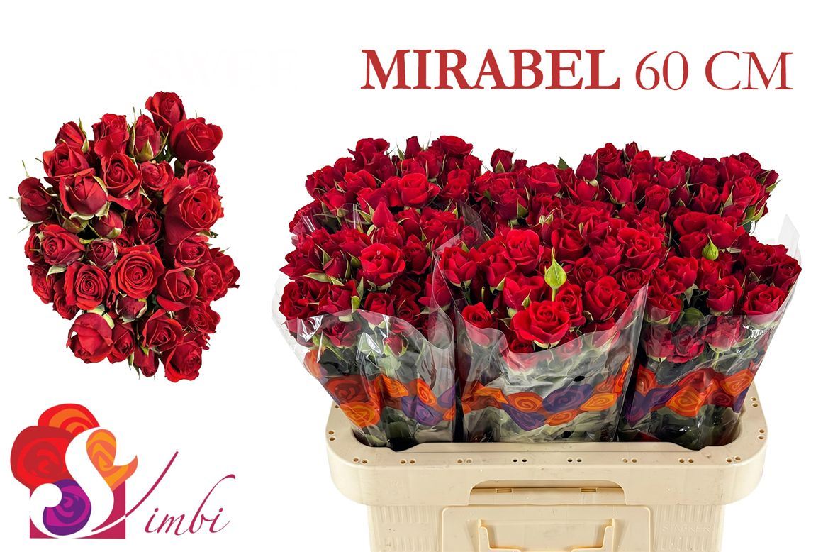 Rosa Spray Mirabel 60cm