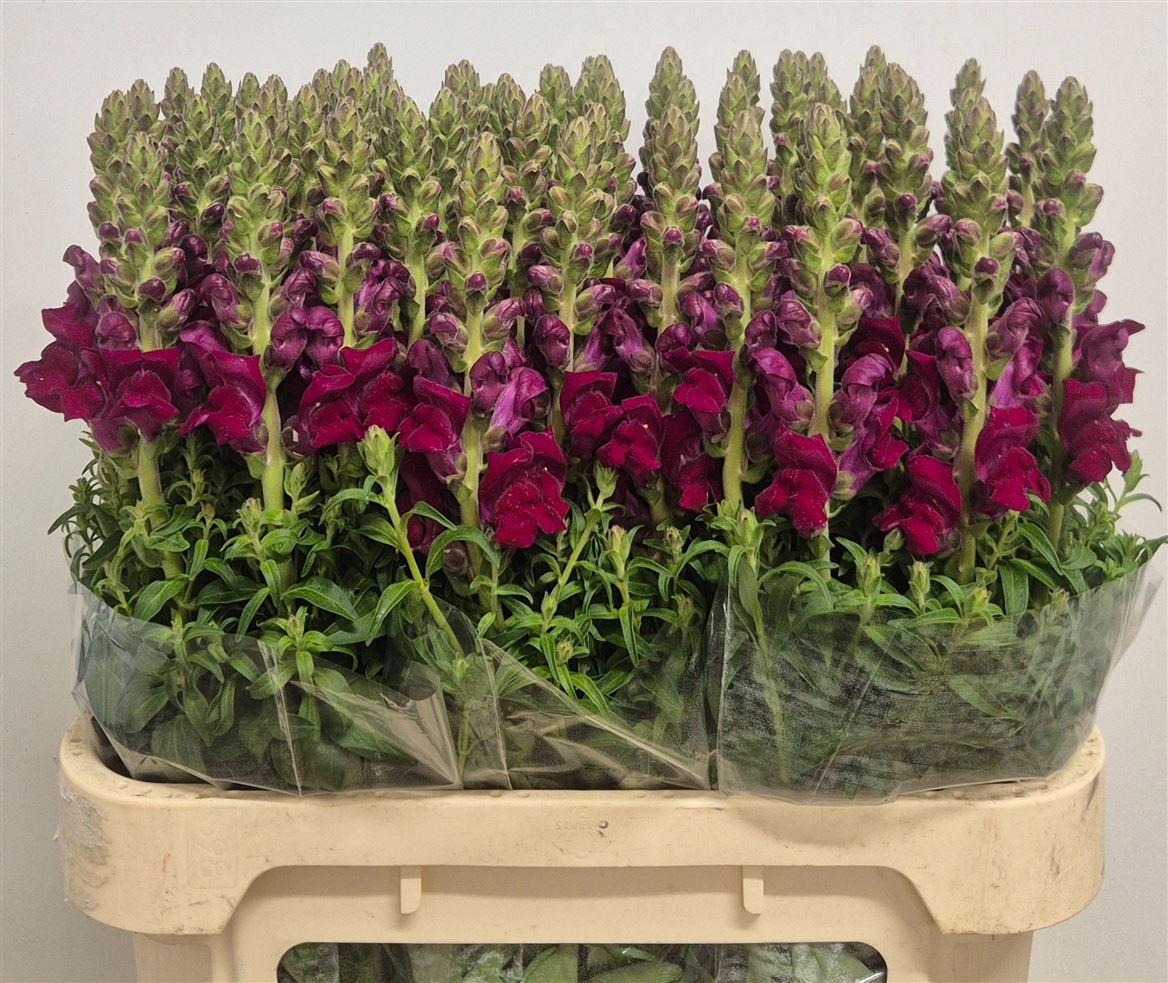 Antirrhinum Potomac Red 75cm