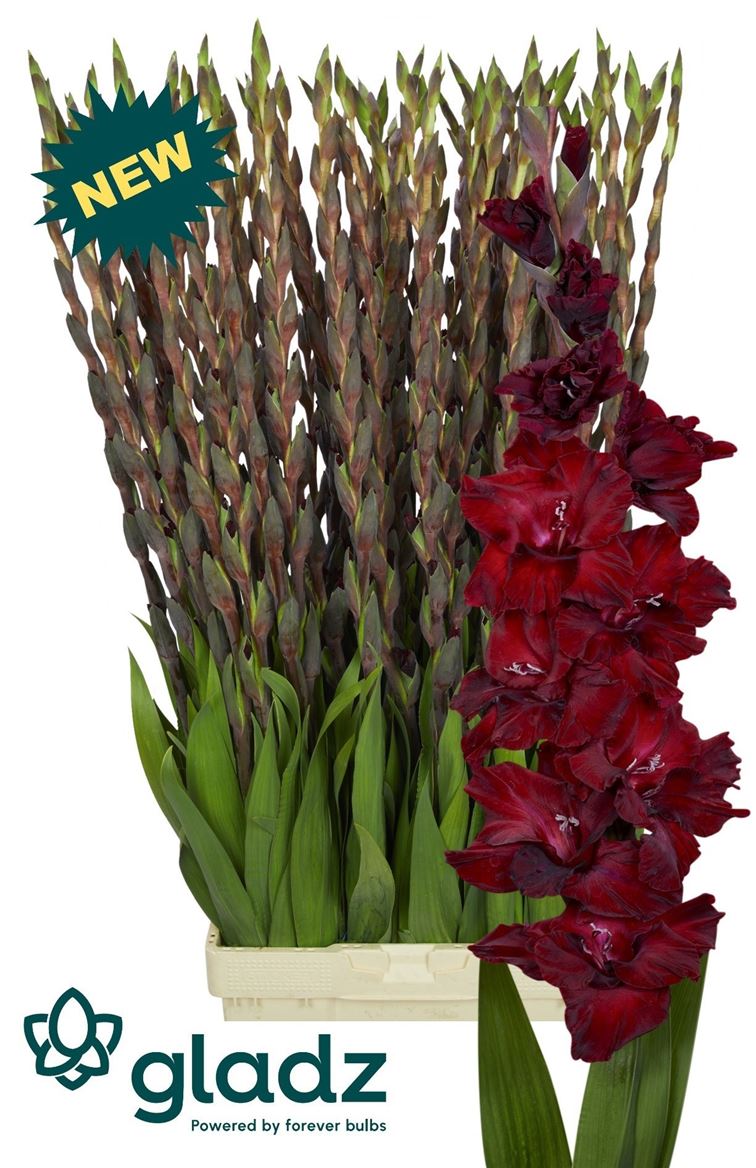 Glad Gr Sangria 120cm 150gram