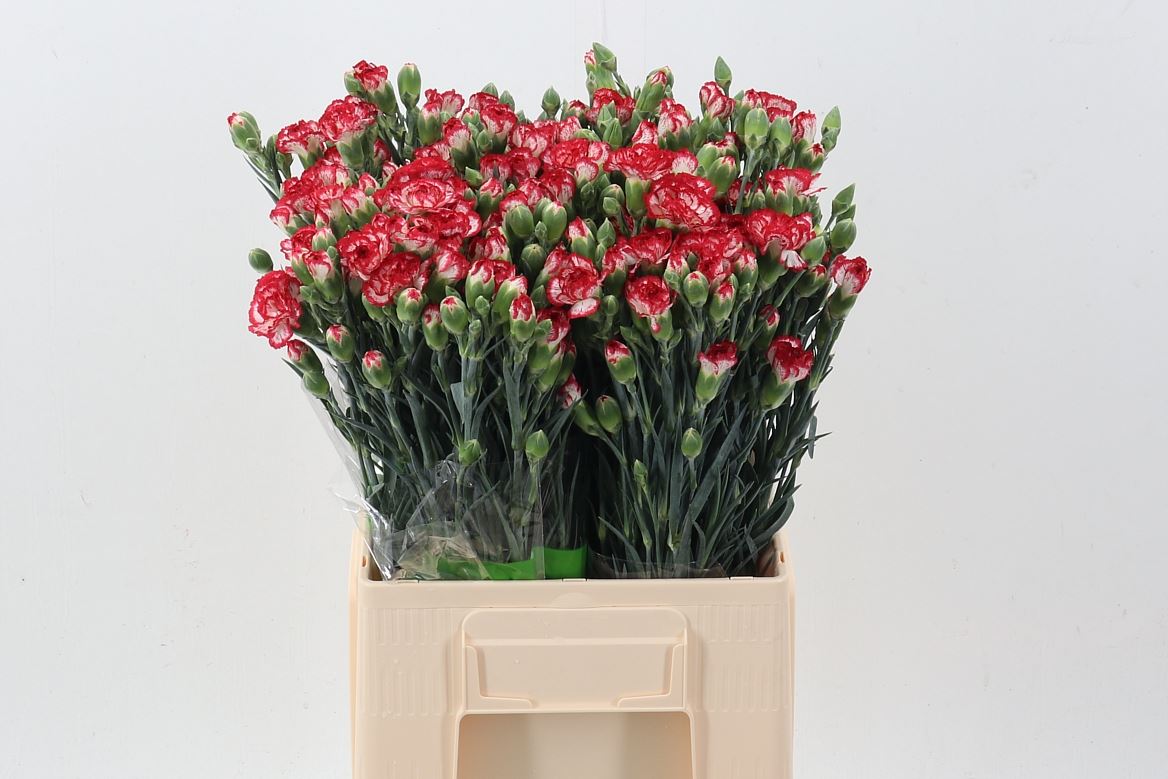 Dianthus Spray Minuetto 65cm