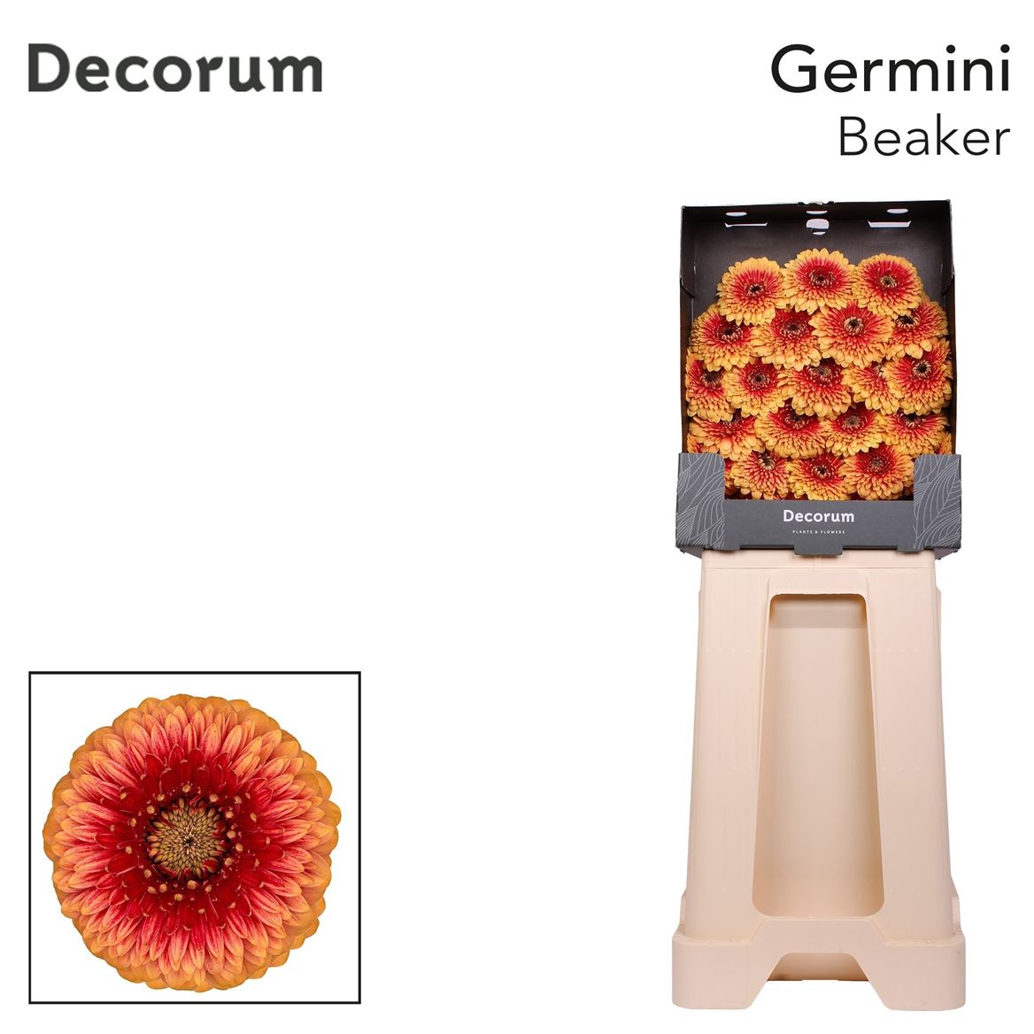 Germini Big Beaker 50cm 7Ø