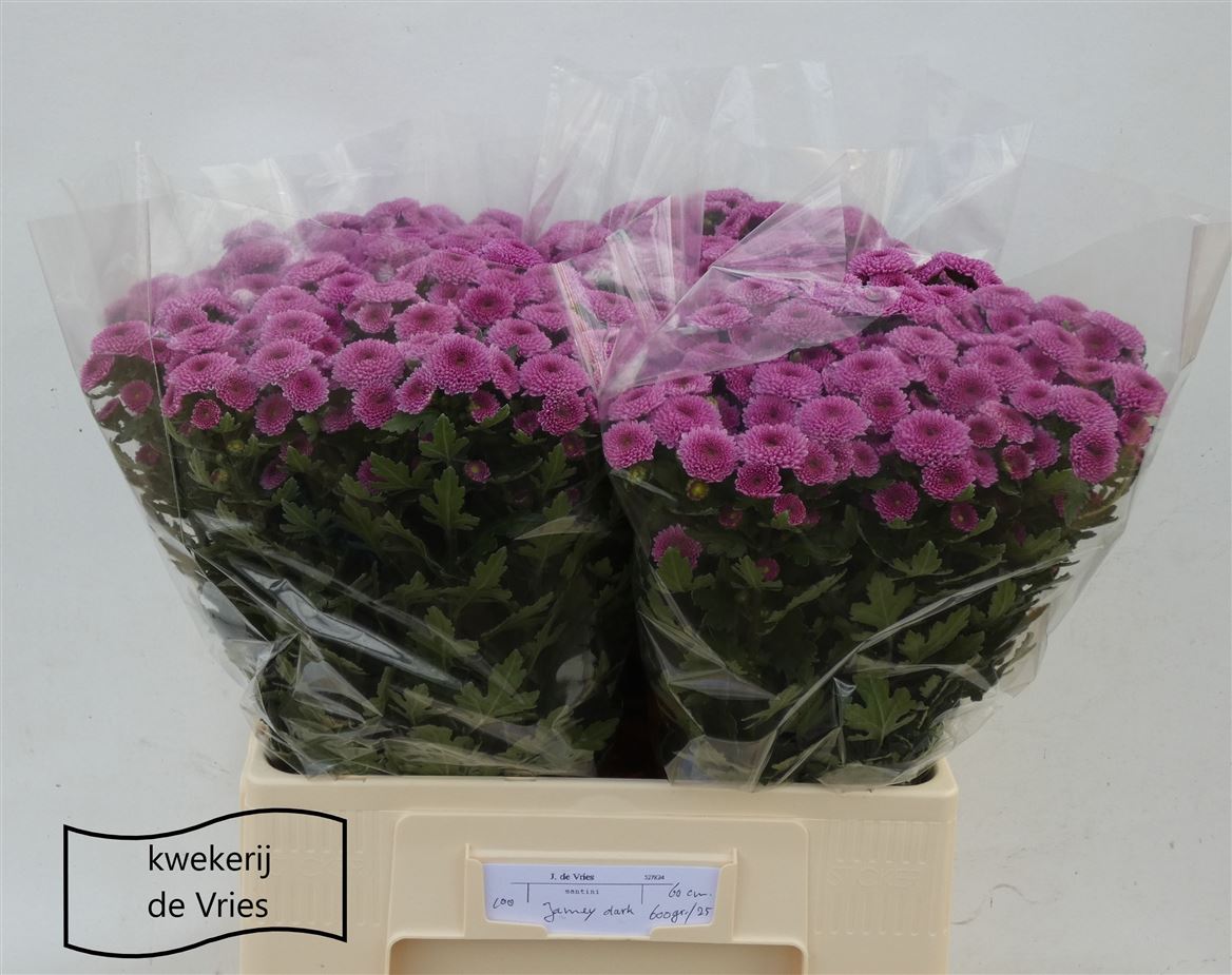 Chrysanth Santini Jamey Dark 60cm 24gr.