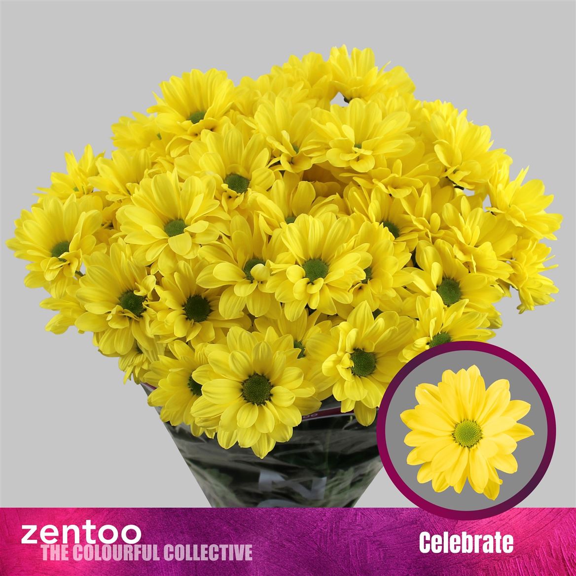 Chrysanth Spray Celebrate 70cm 95gr.