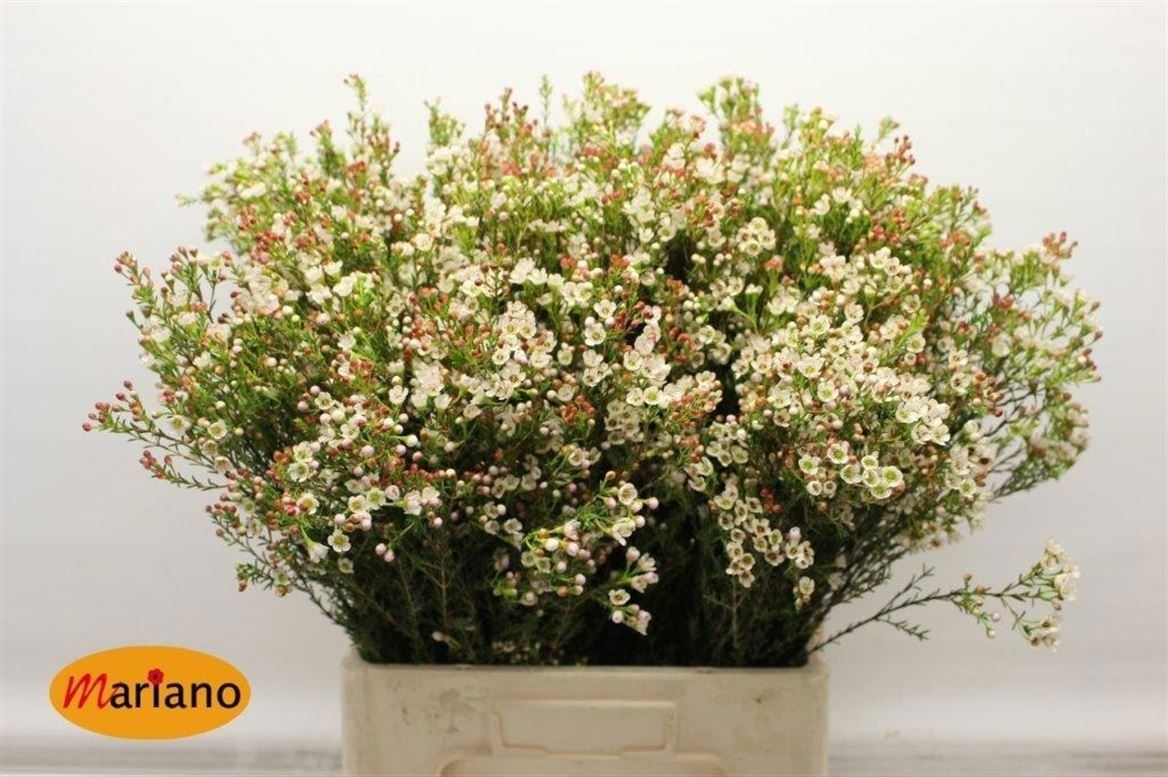 Chamelaucium Blondie 70cm 35gr.