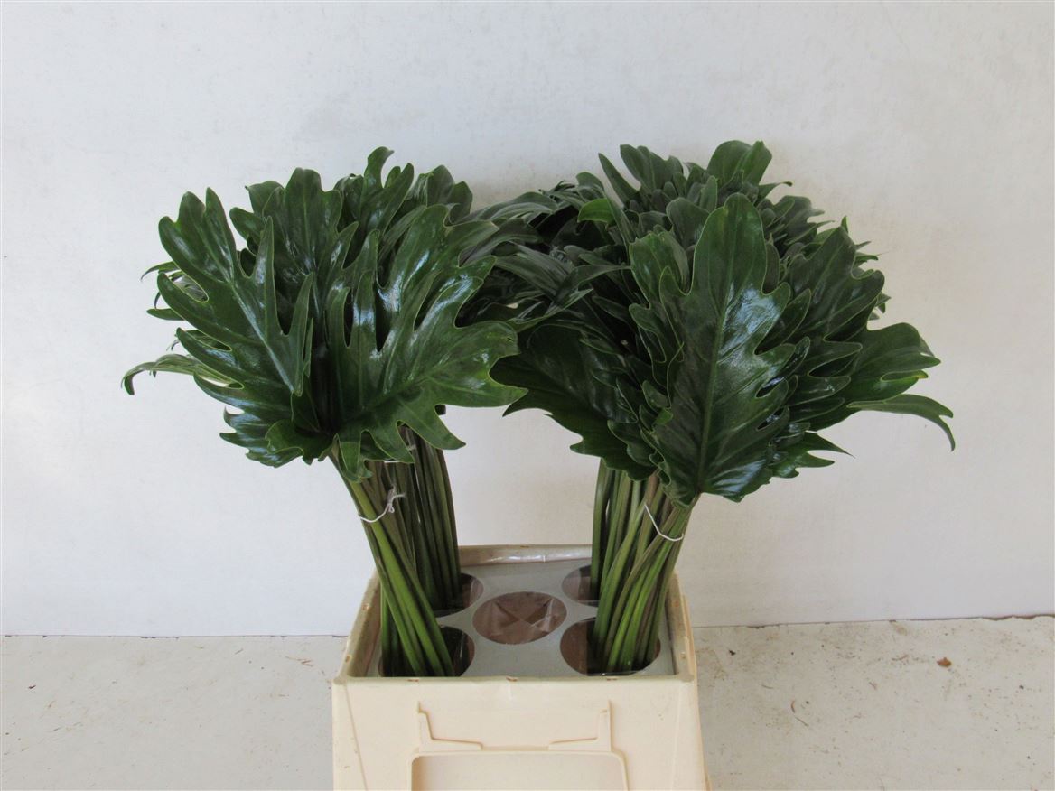 Monstera Xanadu 45cm