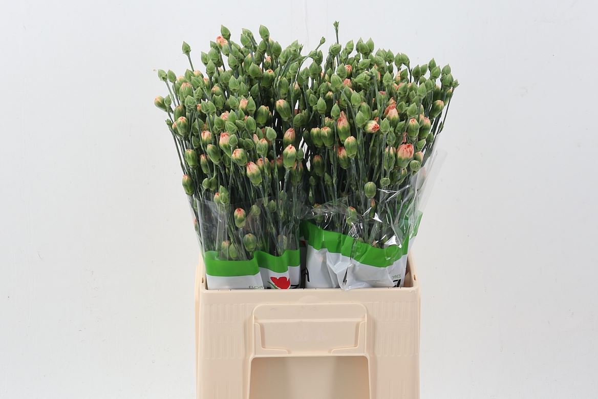 Dianthus Spr 60cm