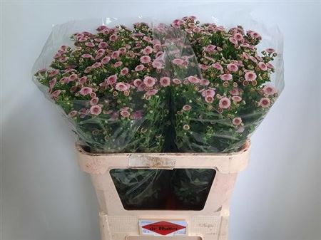 Chrysanth Santini Calimero Pink 80cm 60gr.