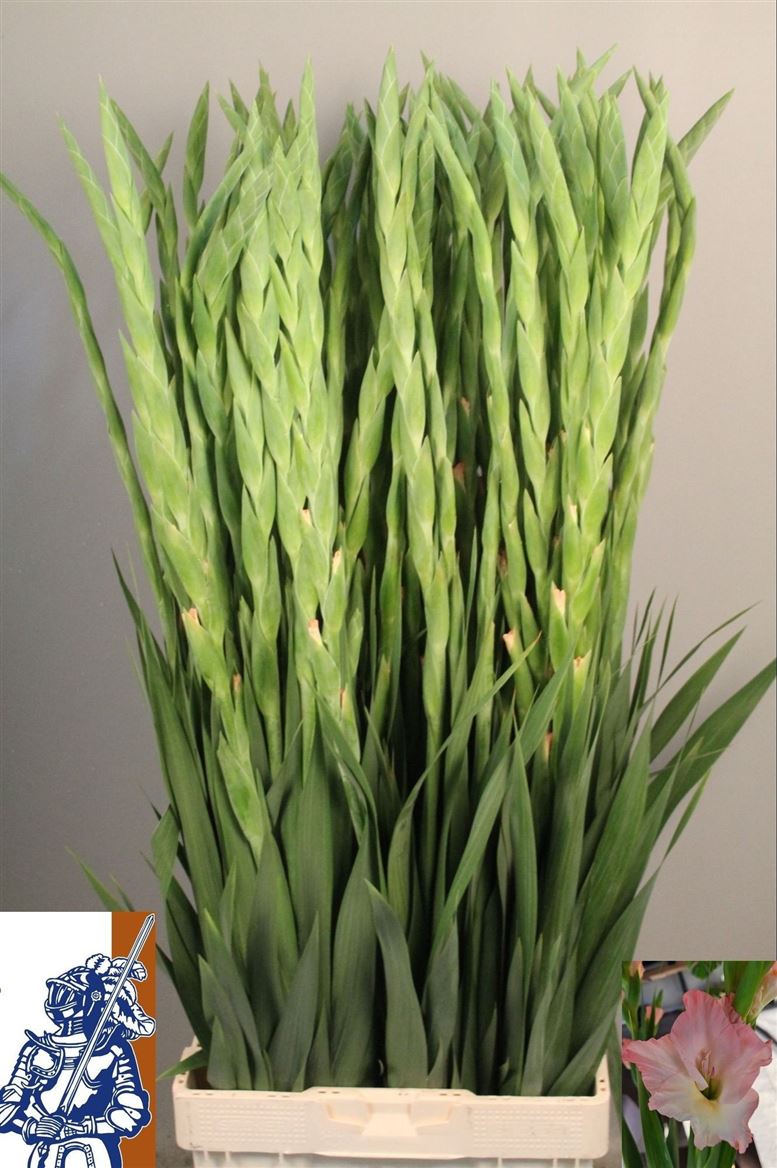 Gladiolus Careless 105cm 160gr.