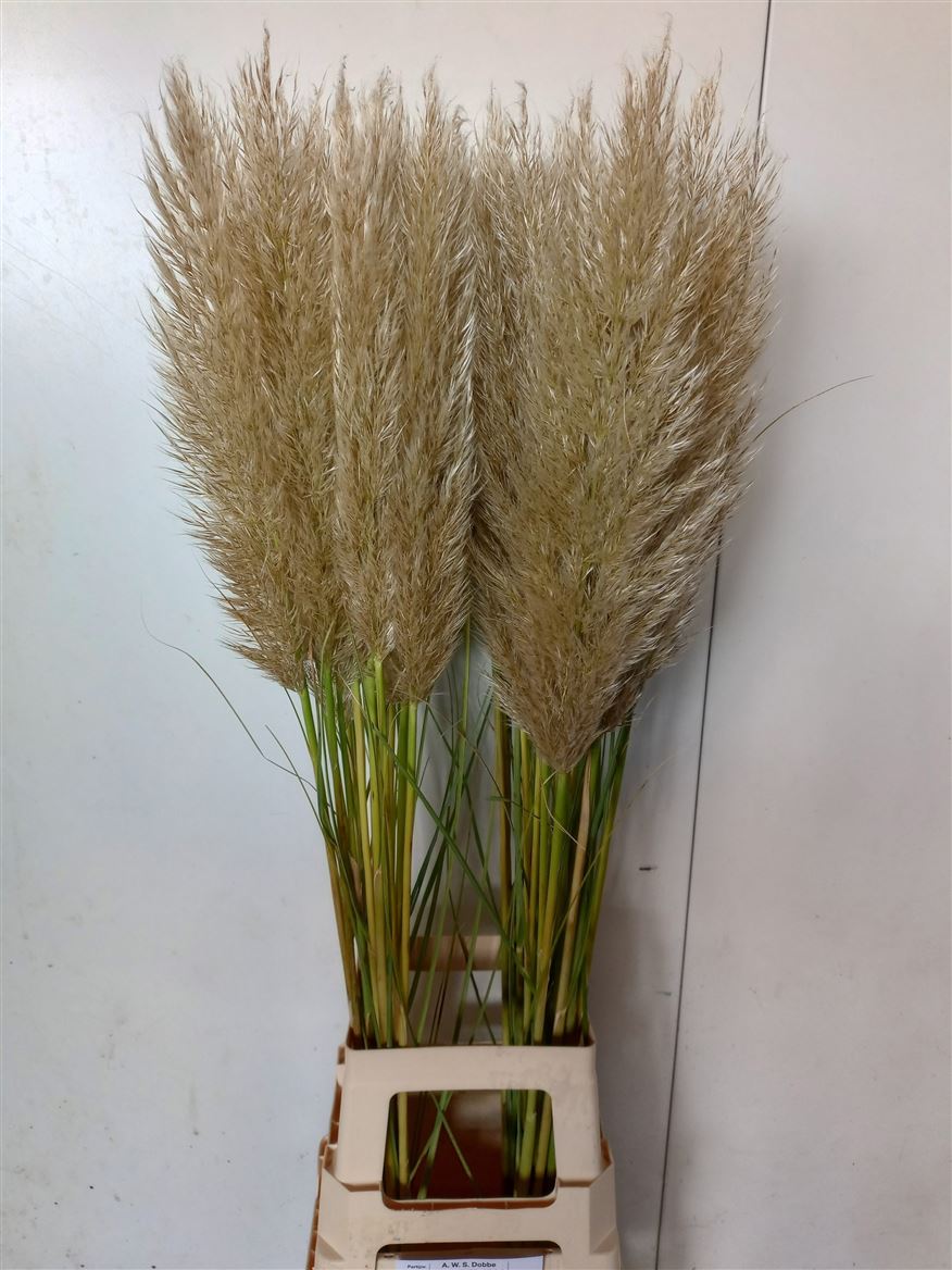 Cortaderia Selloana Evita 110cm