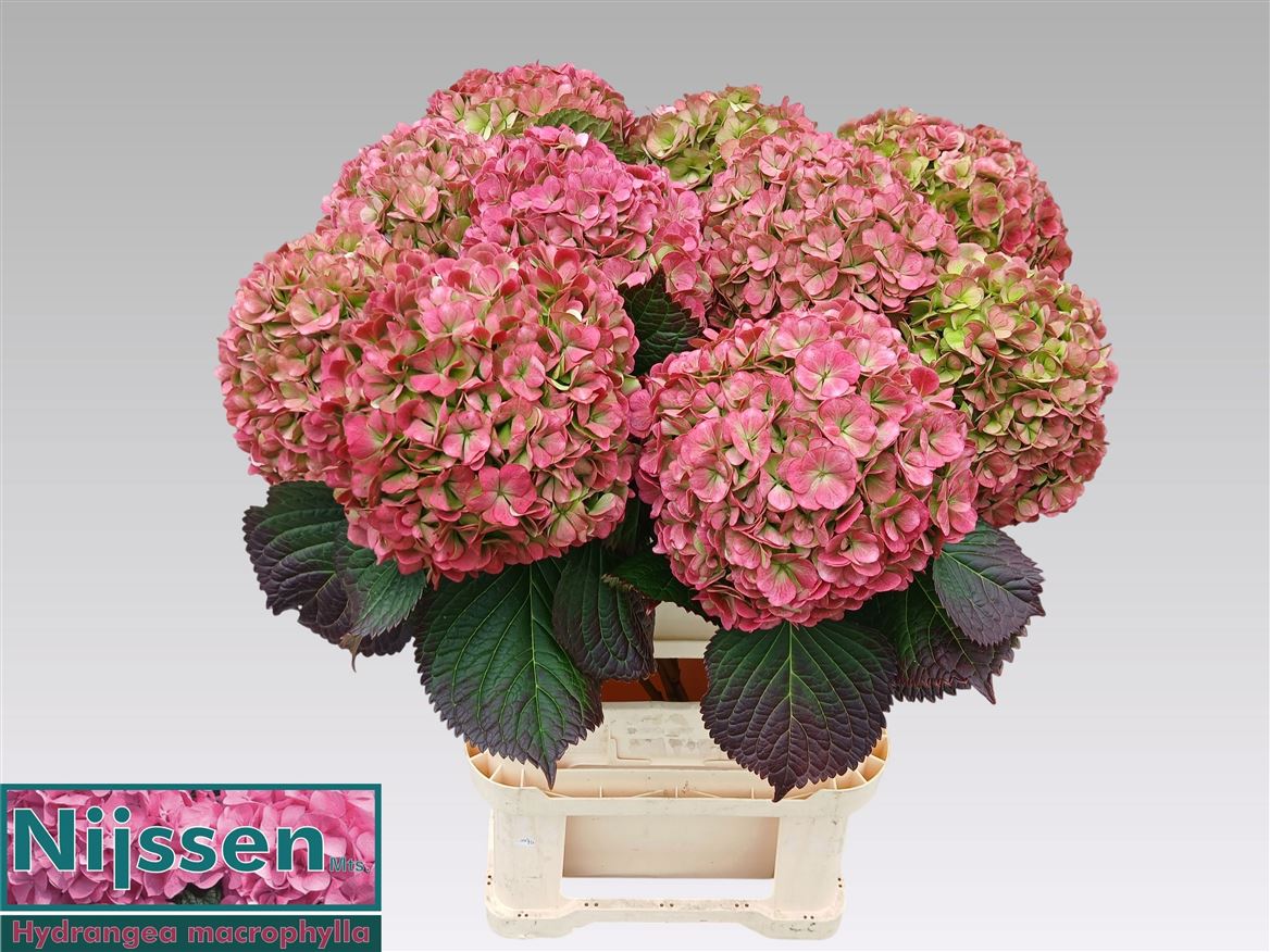 Hydrangea Adora Classic 80cm 21-23cm Hd
