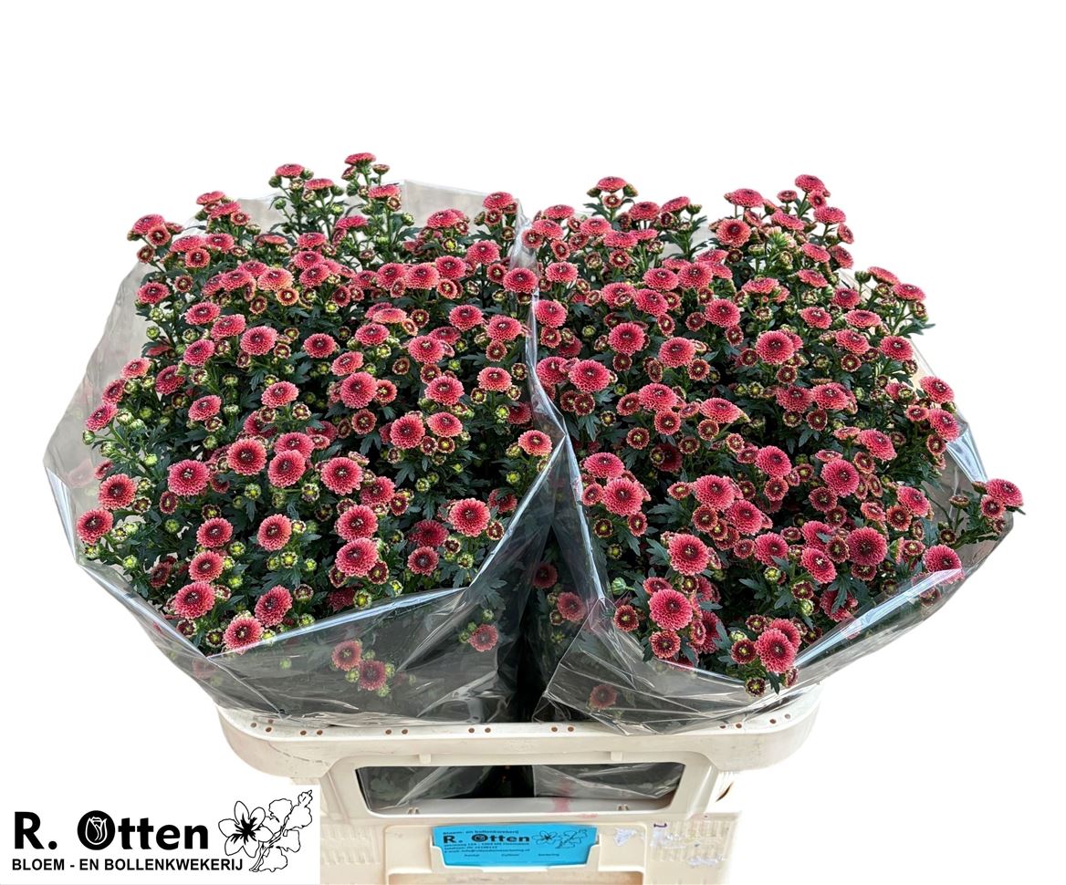 Chrysanth Santini Calimero Salmon 75cm 50gr.
