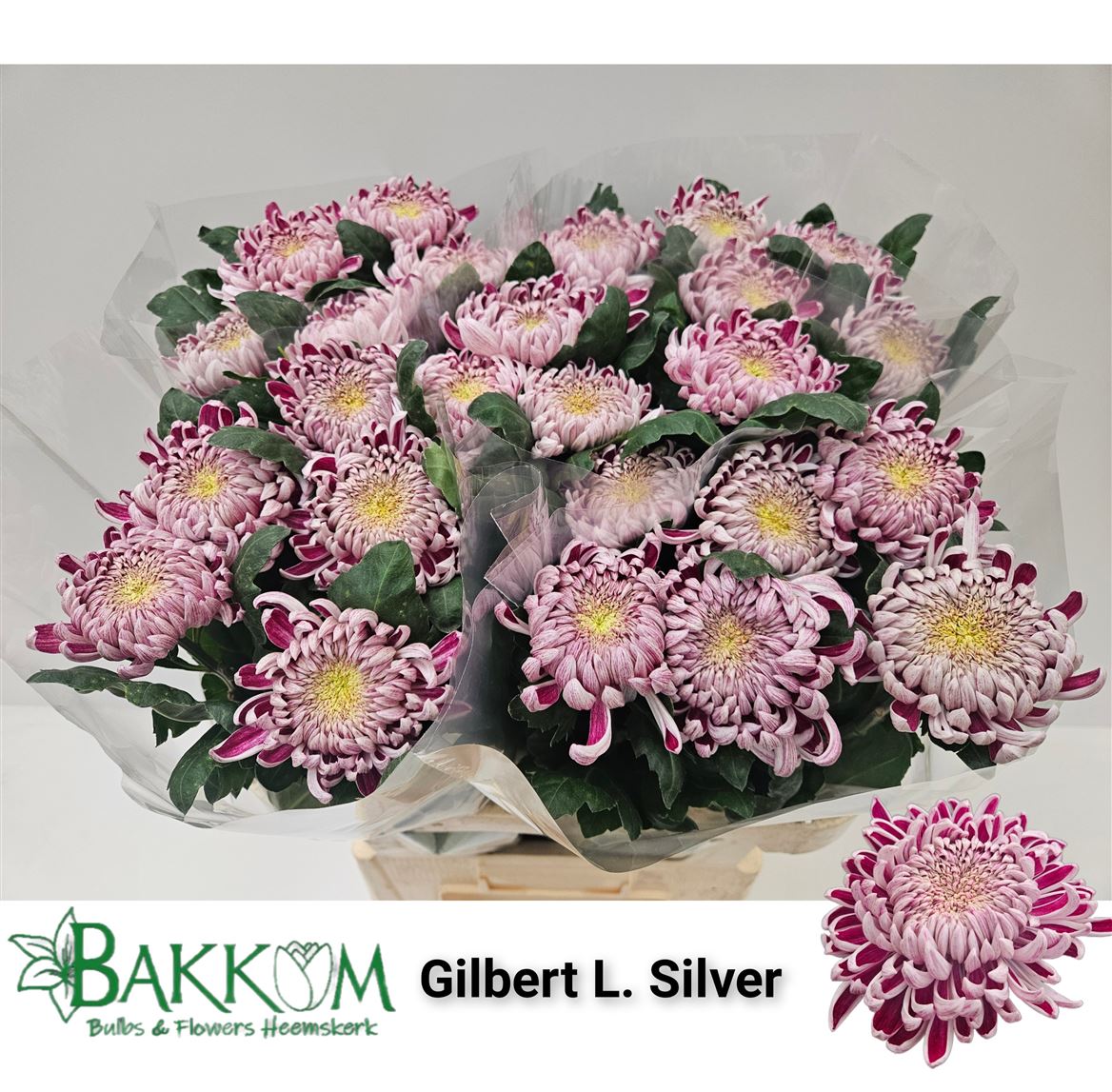 Chrysanth Single Gilbert Leigh Silver 80cm 110gr.