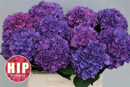 Hydrangea Rodeo Purple 40cm 12-14cm Hd