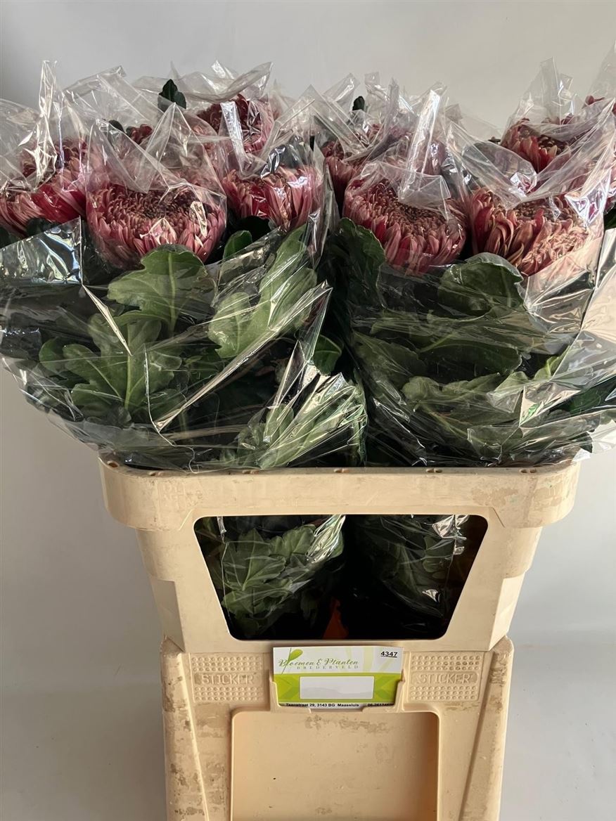 Chrysanth Single Regalmist Red 80cm 140gr.