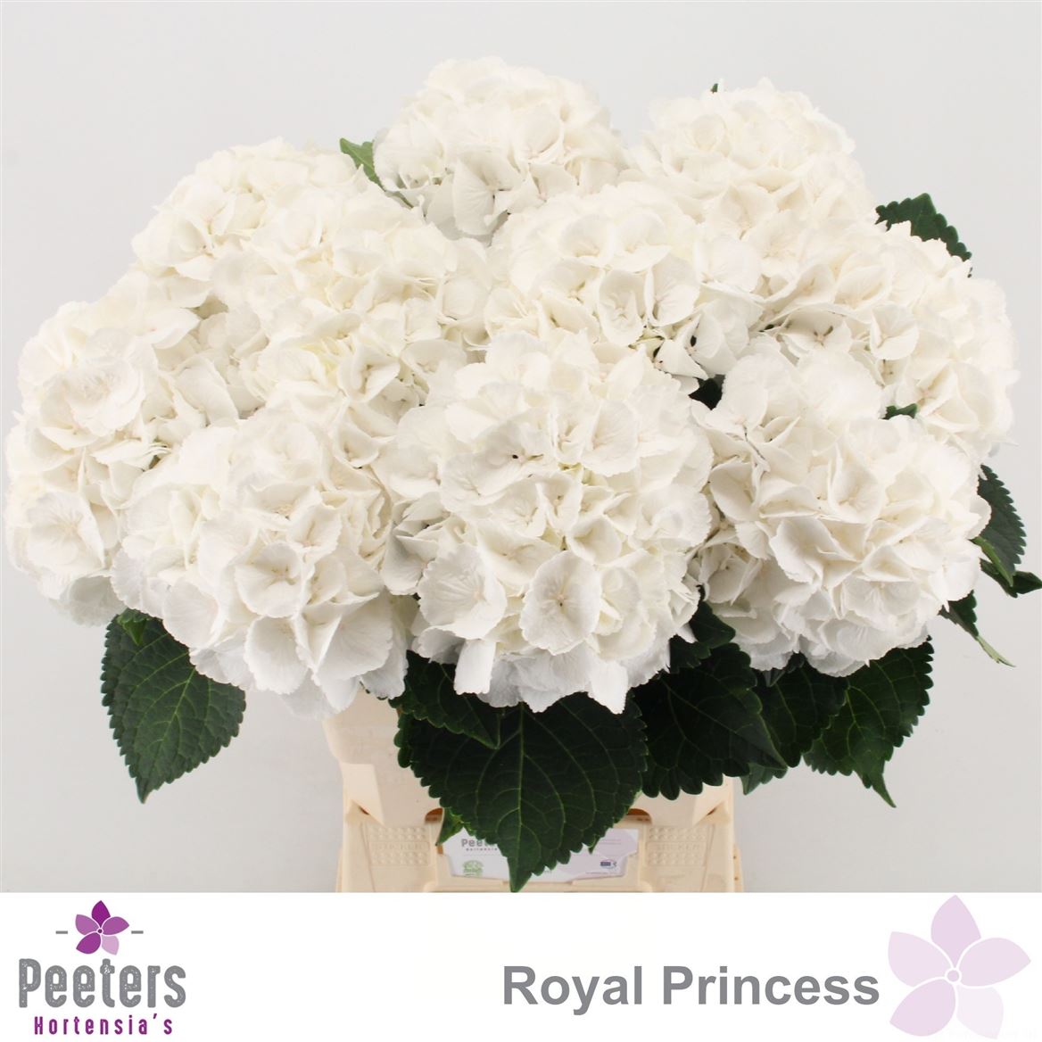 Hydrangea Royal Princess 65cm 16-18cm Hd