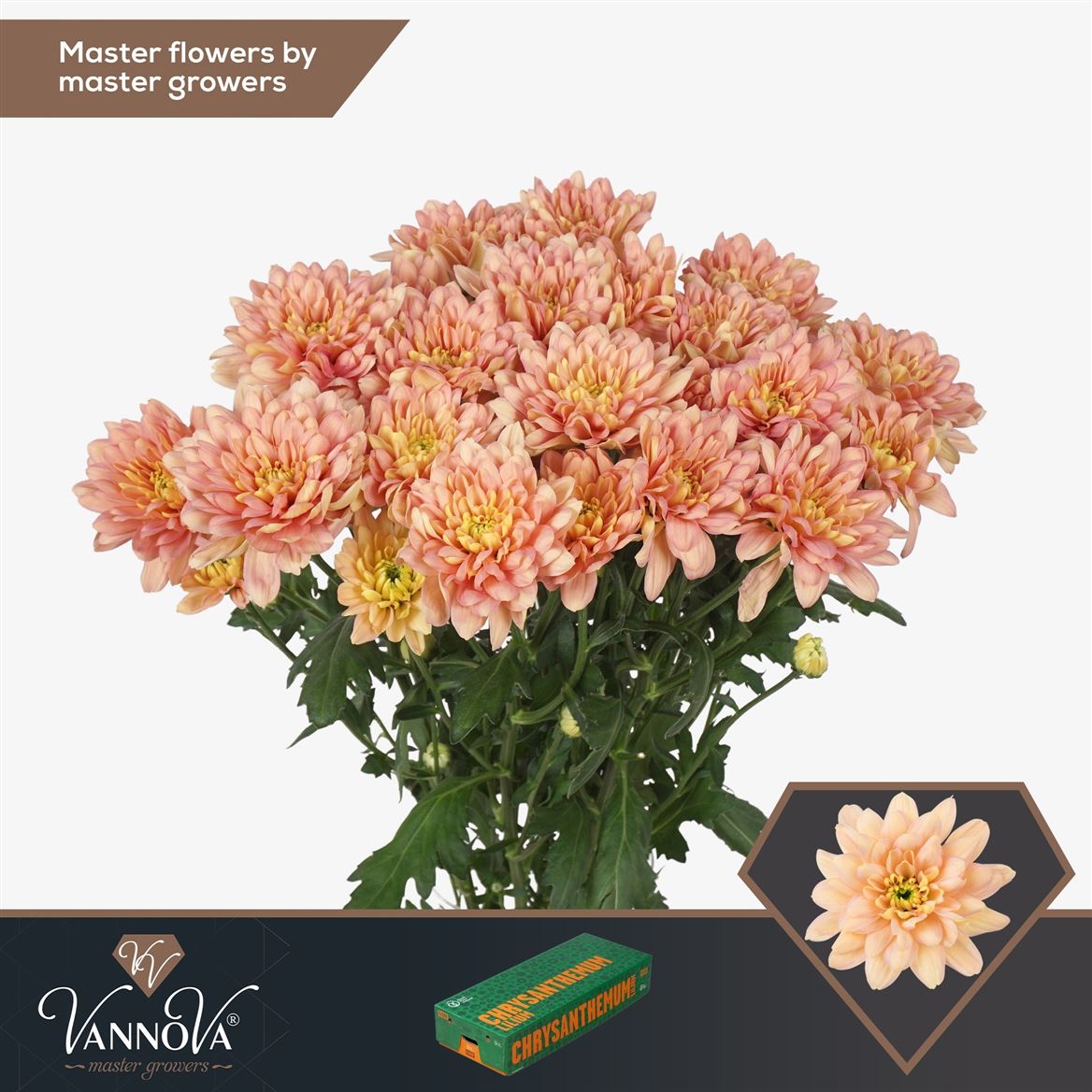 Chrysanth Spray Baltica Salmon 70cm 85gr.
