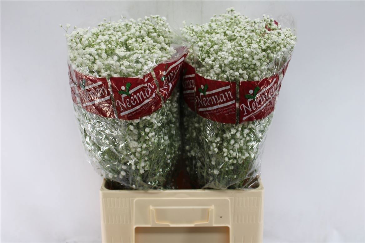 Gypsophila Paniculata Mirabella 70cm 30gr.