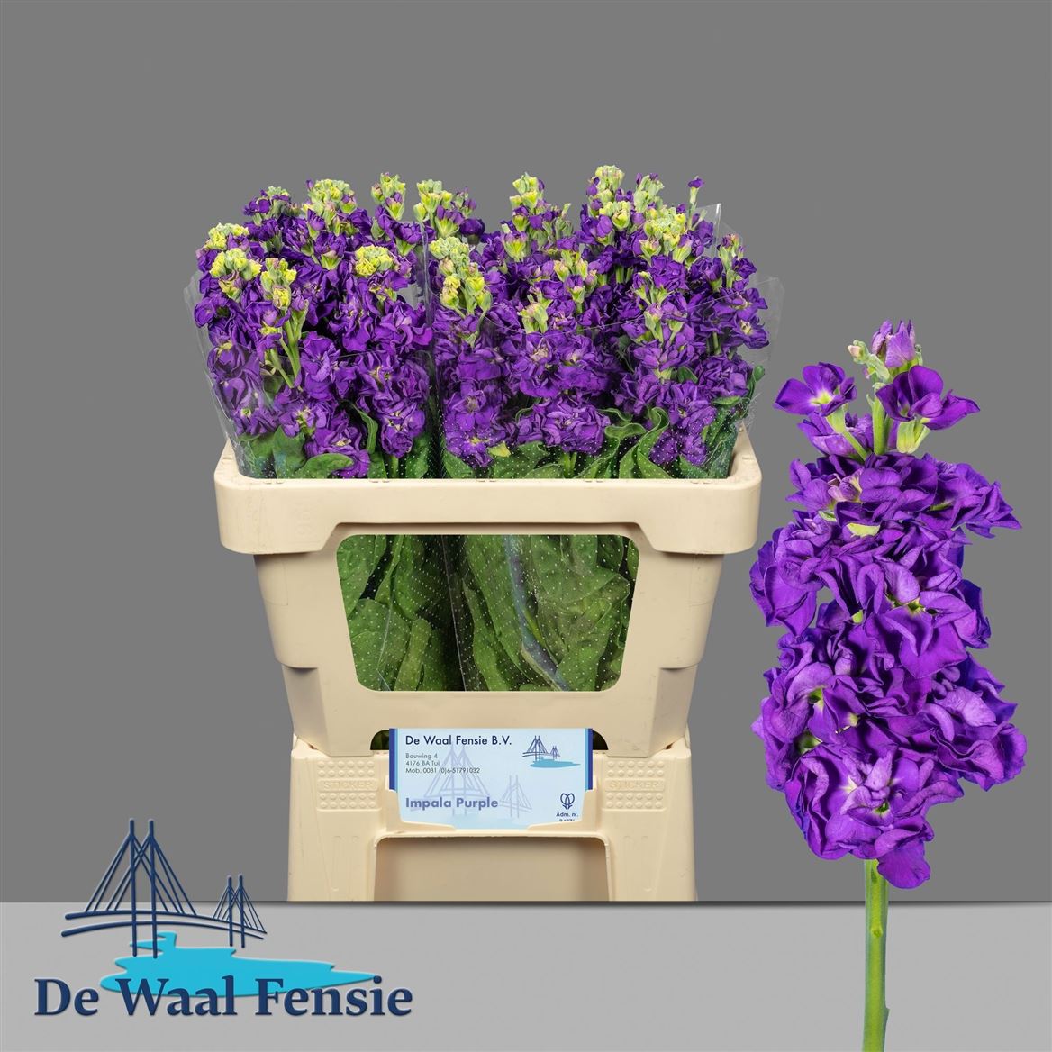 Matthiola Incana Impala Purple 55cm