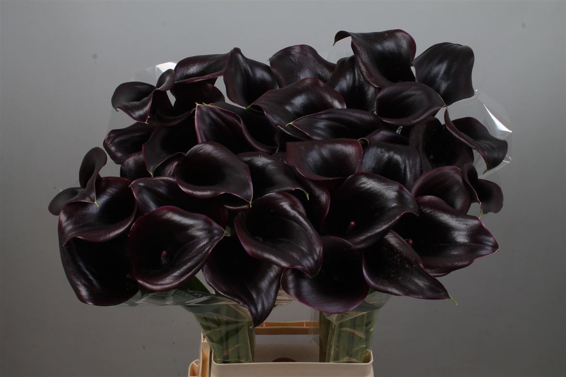 Zantedeschia Call Ceara 80cm