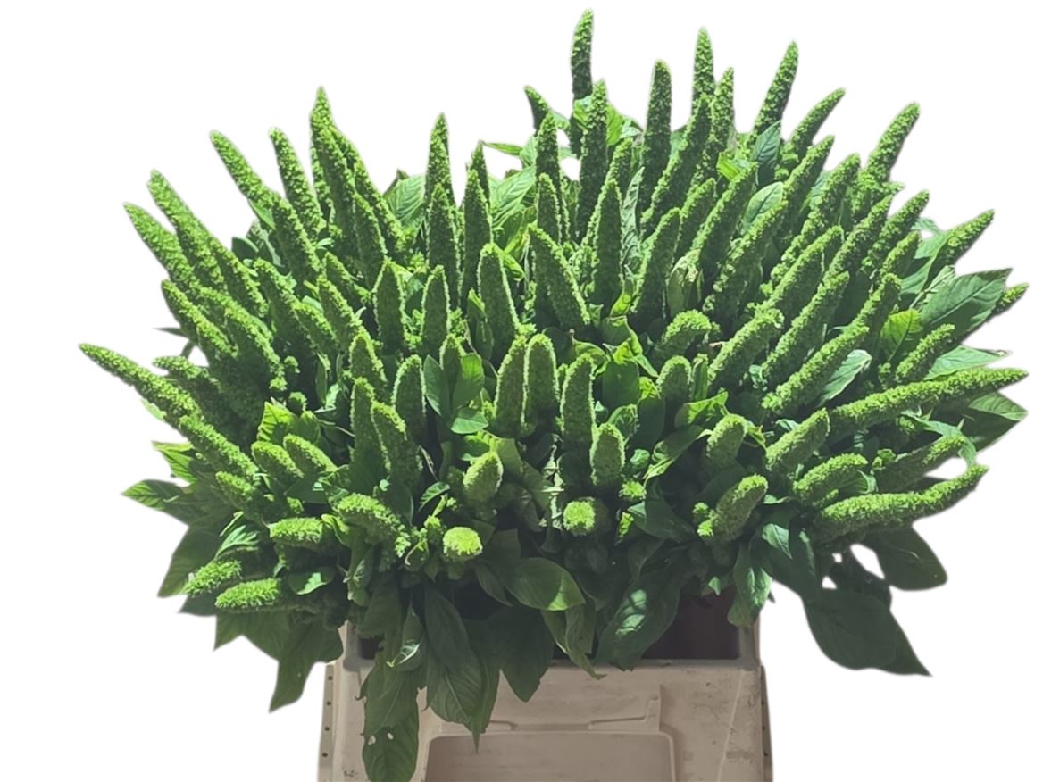 Amaranthus Green Thumb 50cm