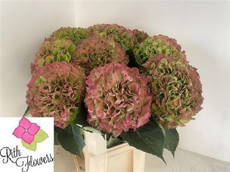 Hydrangea Verena Classic 100cm 22-24cm Hd