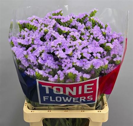 Limonium Sinuatum Tonie Lavender 70cm 70gr.
