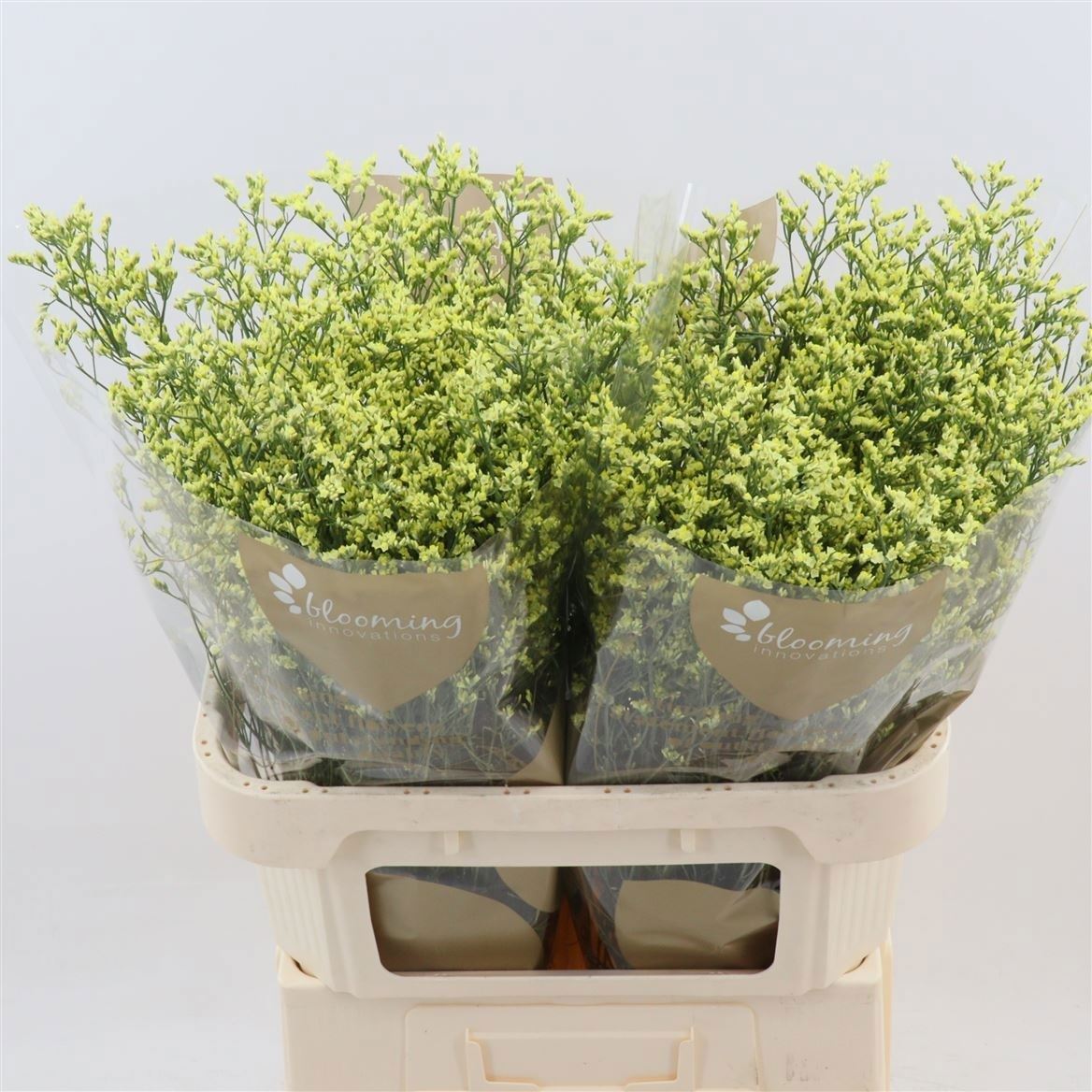 Limonium Sinense China Summer 80cm 40gr.