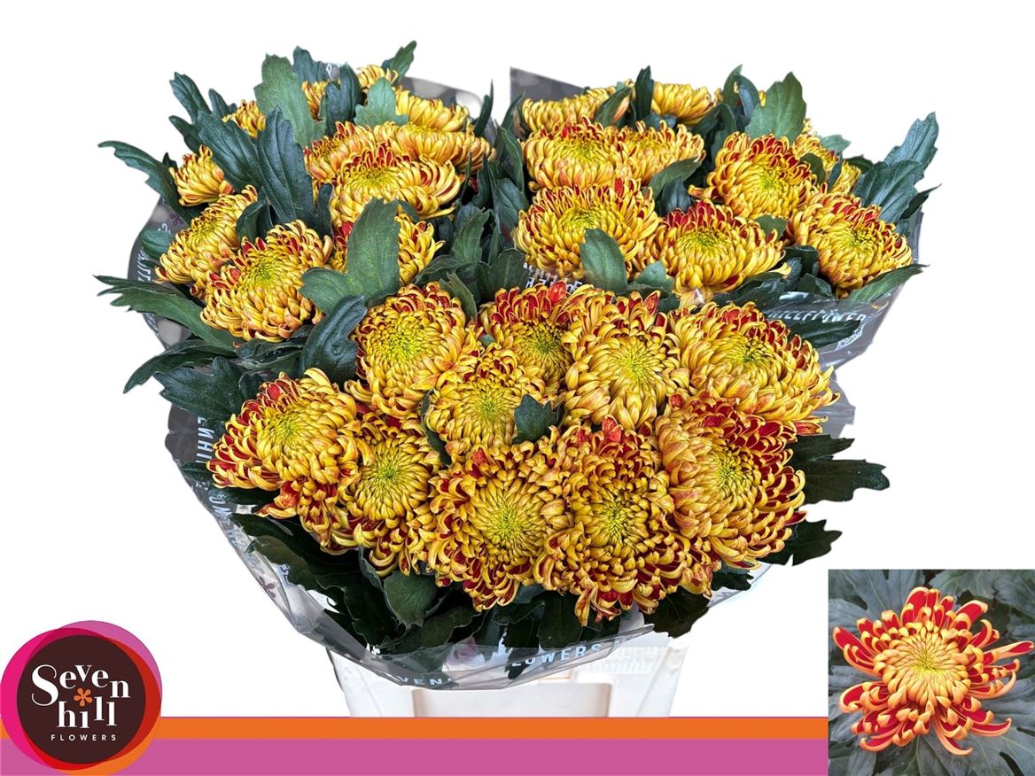 Chrysanth Single Fuego 80cm 100gr.